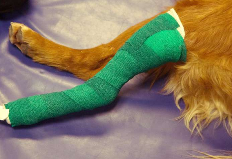 Orthopaedic-1-w