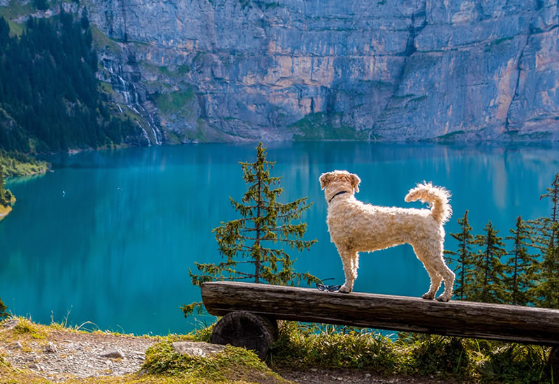 Pet-Travel2