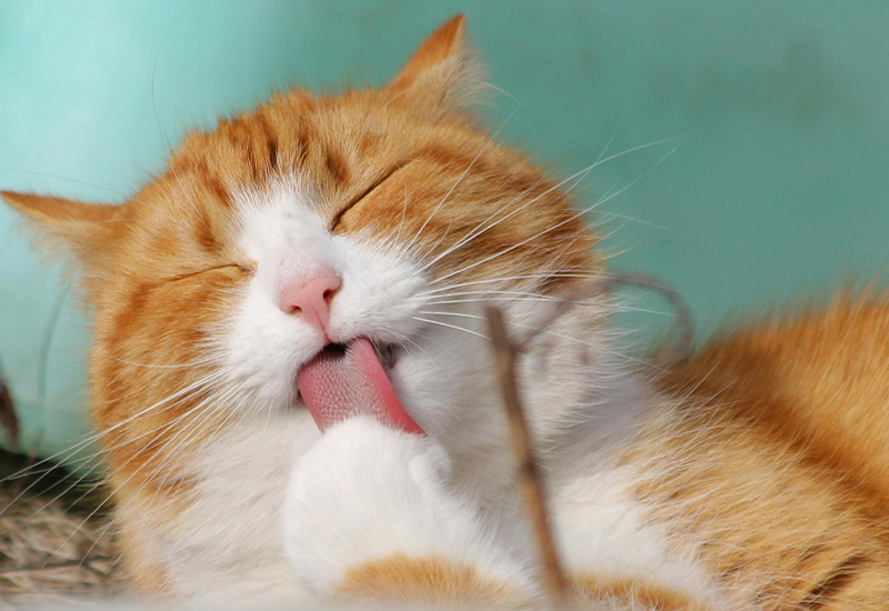 cat