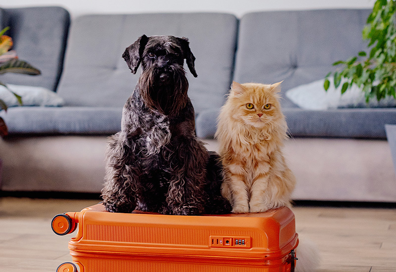 pet travel
