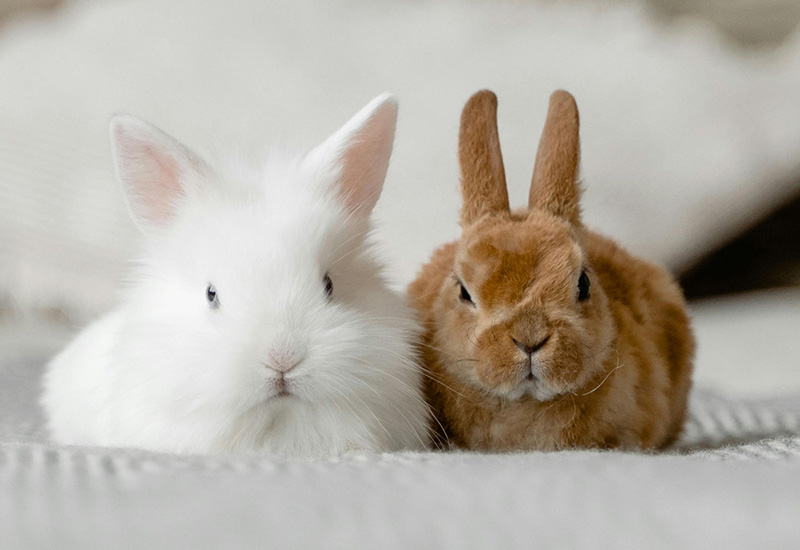 rabbits